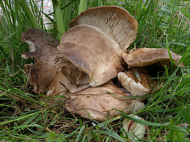 Pleurotus eryngii var.ferulae